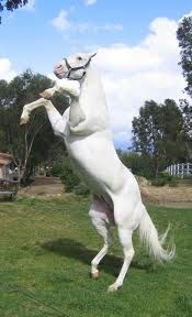 albino.jpeg