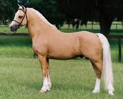 palomino.jpeg